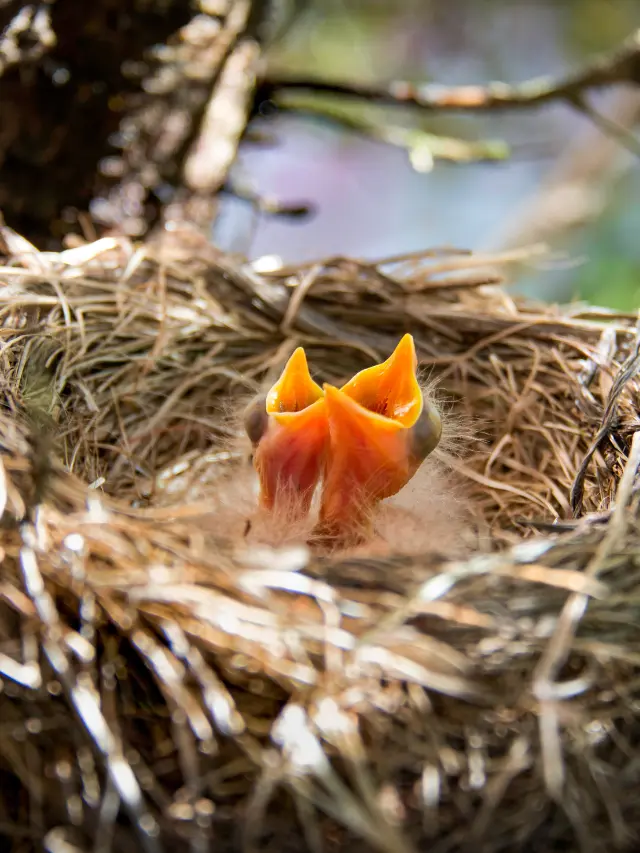 Spiritual Meaning Of Bird Nest At Front Door!
