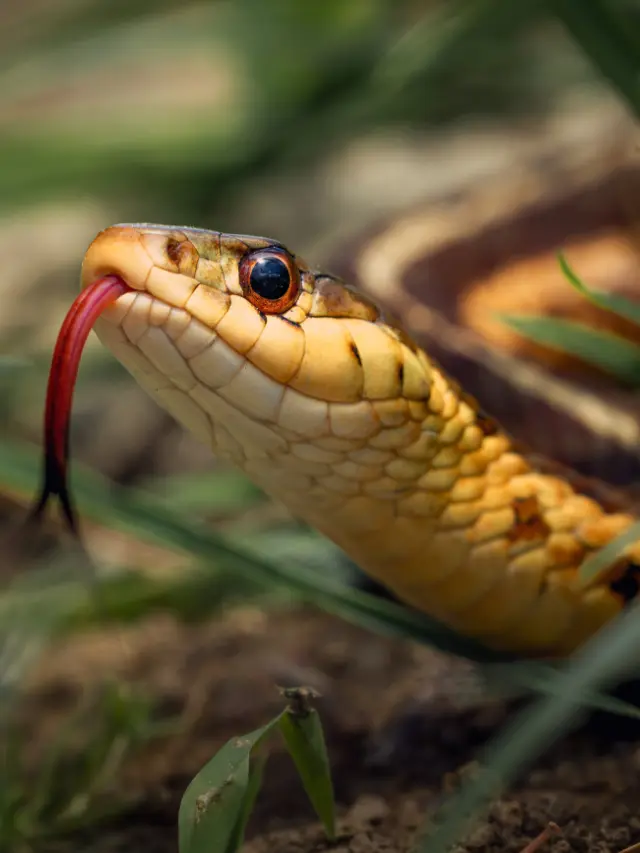 What Does Snakes Mean In A Dream Spiritually?