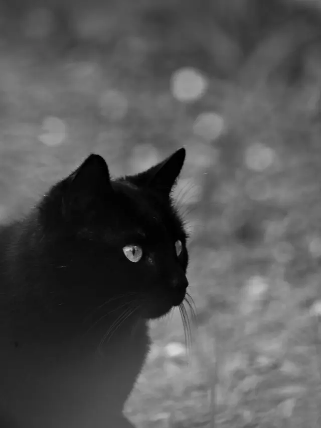 Whispers of the Night- Exploring Black Cat Spiritual Meaning!