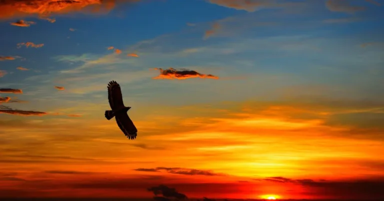 Eagle Dreams 101- Meanings, Interpretations, and Symbolism